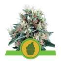 10 UND FEM - ROYAL CREAMATIC AUTO * ROYAL QUEEN 10 UND FEMINIZADAS