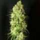 10 UND REG - CANNATONIC * RESIN SEEDS 10 UND REGULARES