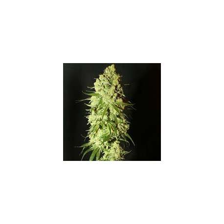 10 UND REG - CANNATONIC * RESIN SEEDS 10 UND REGULARES