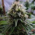 10 UND REG - YUMMY * RESIN SEEDS 10 UND REGULARES