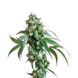 JACK FLASH® * SENSI SEEDS