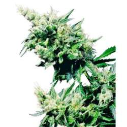 HASH PLANT® * SENSI SEEDS