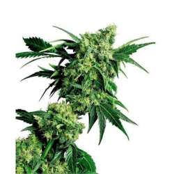 MR. NICE G13 X HASH PLANT® * SENSI SEEDS