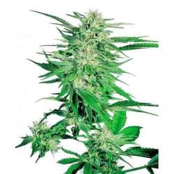 BIG BUD® * SENSI SEEDS