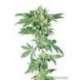 AFGHANI Nº 1® * SENSI SEEDS