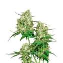 MAPLE LEAF INDICA® * SENSI SEEDS