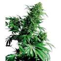 SHIVA SHANTI® * SENSI SEEDS