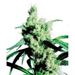 SILVER HAZE® * SENSI SEEDS