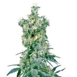 AMERICAN DREAM® * SENSI SEEDS