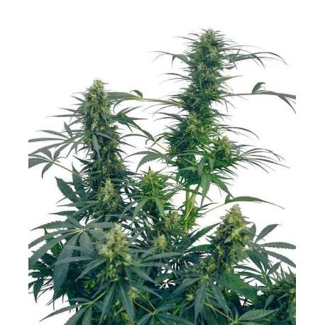 GUERRILLA'S GUSTO® * SENSI SEEDS