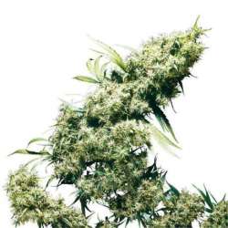 JAMAICAN PEARL® * SENSI SEEDS