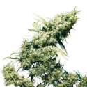 JAMAICAN PEARL® * SENSI SEEDS