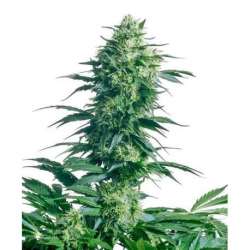 MOTHER'S FINEST® * SENSI SEEDS