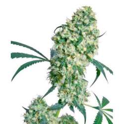 ED ROSENTHAL SUPER BUD® * SENSI SEEDS