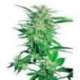 10 UND FEM - BIG BUD * SENSI SEEDS 10 UND FEMINIZADAS