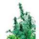 10 UND FEM - EARLY SKUNK * SENSI SEEDS FMINIZADA 10 UND FEMINIZADAS