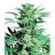 10 UND FEM - SHIVA SKUNK * SENSI SEEDS 10 UND FEMINISED