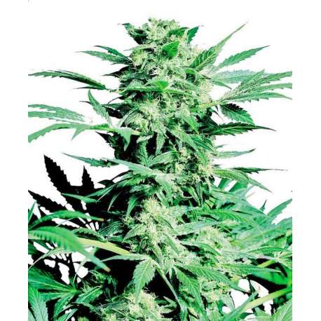 10 UND FEM - SHIVA SKUNK * SENSI SEEDS 10 UND FEMINISED
