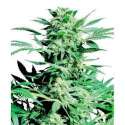 10 UND FEM - SHIVA SKUNK * SENSI SEEDS 10 UND FEMINISED