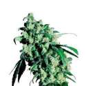 3 UND FEM - SUPER SKUNK * SENSI SEEDS 3 UND FEMINIZADAS