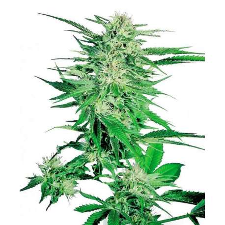 3 UND FEM - BIG BUD * SENSI SEEDS 3 UND FEMINIZADAS