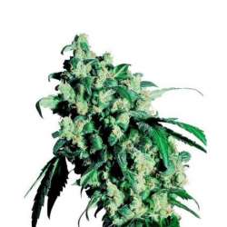 5 UND FEM - SUPER SKUNK * SENSI SEEDS 5 UND FEMINIZADAS