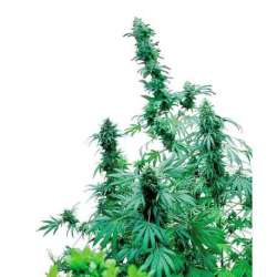 5 UND FEM - EARLY SKUNK * SENSI SEEDS 5 UND FEMINIZADAS