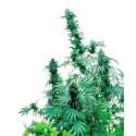 5 UND FEM - EARLY SKUNK * SENSI SEEDS 5 UND FEMINIZADAS