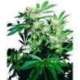 5 UND FEM - SKUNK KUSH * SENSI SEEDS 5 UND FEMINIZADAS