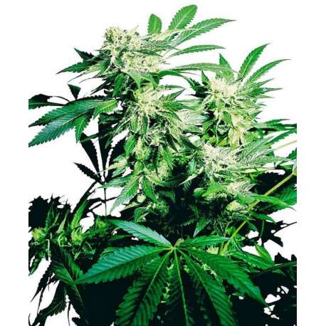 10 UND FEM - SKUNK KUSH * SENSI SEEDS 10 UND FEMINIZADAS