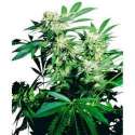 10 UND FEM - SKUNK KUSH * SENSI SEEDS 10 UND FEMINIZADAS