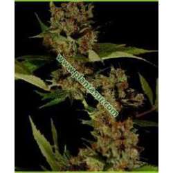 5 UND REG - FREE TIBET * SOMA SEEDS REGULAR 5 UND