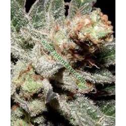 5 UND REG - AMETHYST BUD * SOMA SEEDS REGULAR 5 UND REG