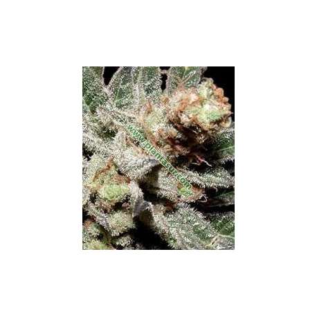 5 UND REG - AMETHYST BUD * SOMA SEEDS REGULAR 5 UND REG