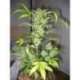 3 UND FEM - SNOWRYDER * SHORT STUFF SEEDS FEM 3 UND