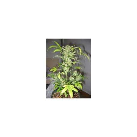 3 UND FEM - SNOWRYDER * SHORT STUFF SEEDS FEM 3 UND