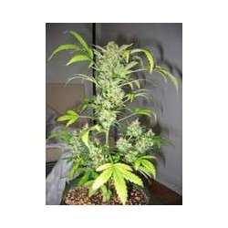 5 UND FEM - SNOWRYDER * SHORT STUFF SEEDS FEM 5 UND