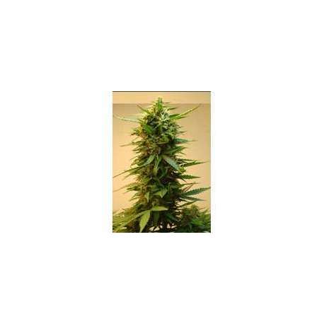 5 UND FEM - ONYX * SHORT STUFF SEEDS FEM 5 UND