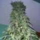 5 UND FEM - SUPER STINKY (SUPER AUTO) * SHORT STUFF SEEDS FEM 5 UND