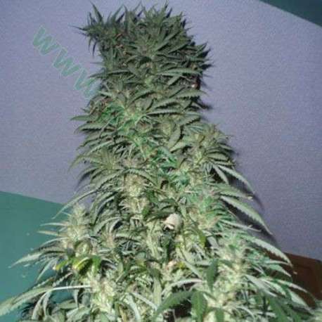 5 UND FEM - SUPER STINKY (SUPER AUTO) * SHORT STUFF SEEDS FEM 5 UND