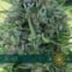 3 UND FEM - AK 49 * VISION SEEDS 3 UND FEMINIZADAS