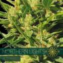 3 UND FEM - NORTHERN LIGHTS AUTOFLOWERING * VISION SEEDS 3 UND FEMINIZADAS