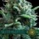 3 UND FEM - SILVER HAZE * VISION SEEDS 3 UND FEMINIZADAS