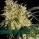 3 UND FEM - CHEESE * VISION SEEDS 3 UND FEMINIZADAS