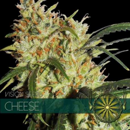 3 UND FEM - CHEESE * VISION SEEDS 3 UND FEMINIZADAS