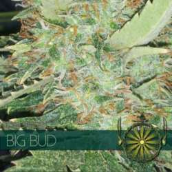 5 UND FEM - BIG BUD * VISION SEEDS 5 UND FEMINIZADAS