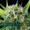 5 UND FEM - AMNESIA * VISION SEEDS 5 UND FEMINIZADAS