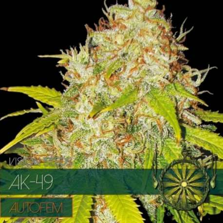 5 UND FEM - AK49 AUTOFLOWERING * VISION SEEDS 5 UND FEMINIZADAS