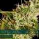 5 UND FEM - SUPER SKUNK AUTOFLOWERING * VISION SEEDS 5 UND FEMINIZADAS