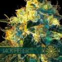 10 UND FEM - JACK HERER * VISION SEEDS 10 UND FEMINIZADAS